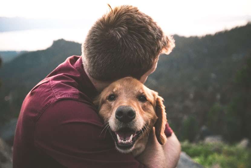 Hälsa och Vård: Hur man Håller sin Hund Frisk