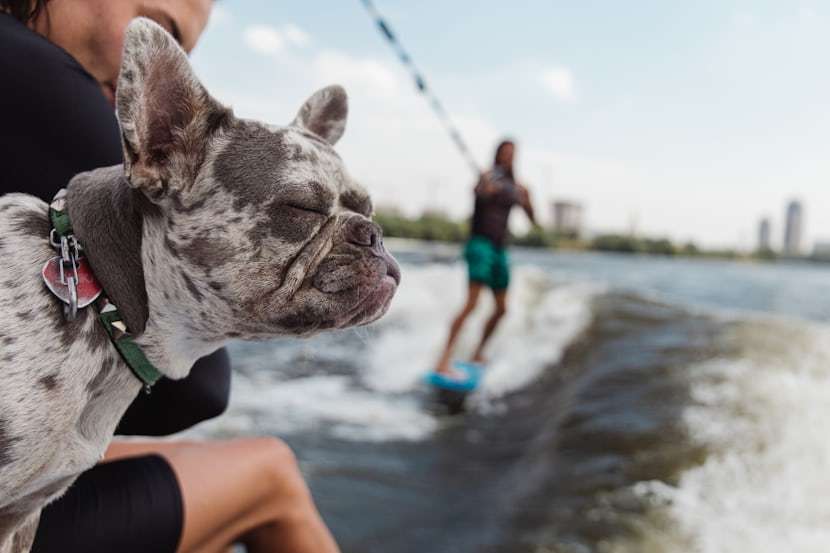 Roliga Aktiviteter: Skojiga Sätt att Aktivera Din Hund