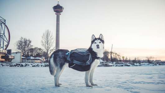 Amundsen Pro-Dog Backpack - XS