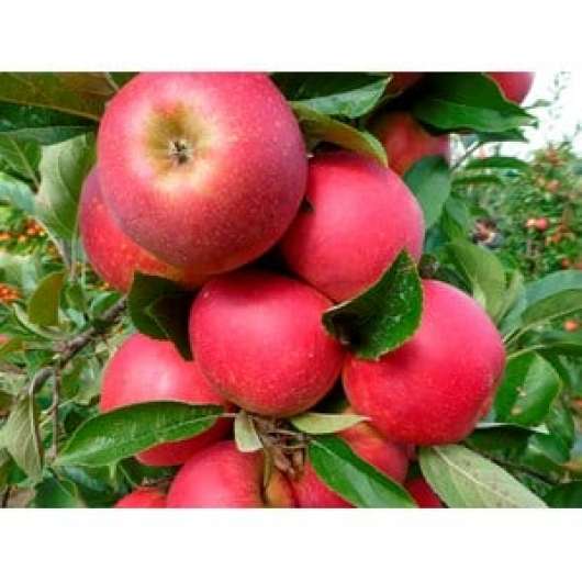 Äpple Miniträd 