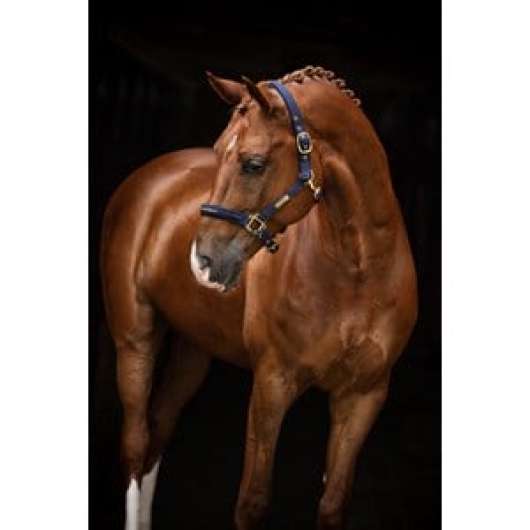 Grimma Hansbo Sport The Equestrian Life