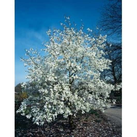 Japansk magnolia CO, 50-60 cm 3-pack
