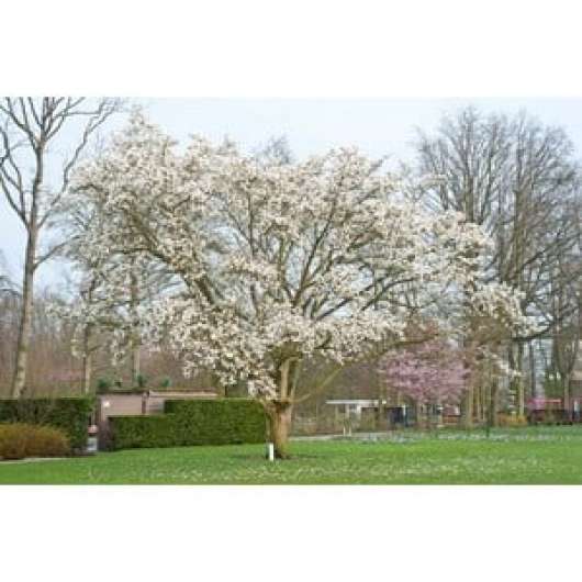 Japansk Magnolia Goliat 10-12 cm