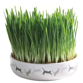 Kattgräs med keramikskål - 50 g