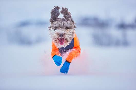 Long Distance Bootie Hundstrumpa för Snö - L