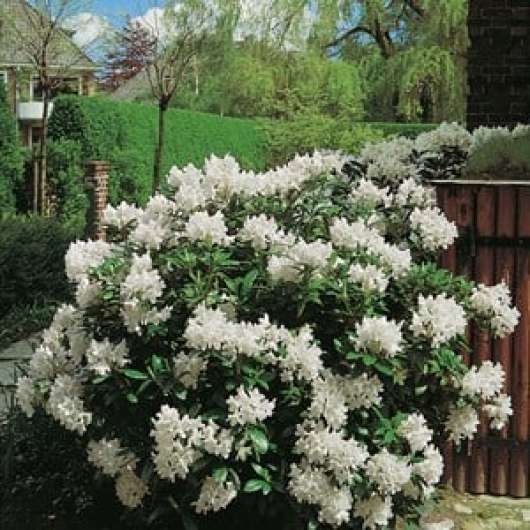 Park Rhododendron 30-40 cm, Vit 10-pack