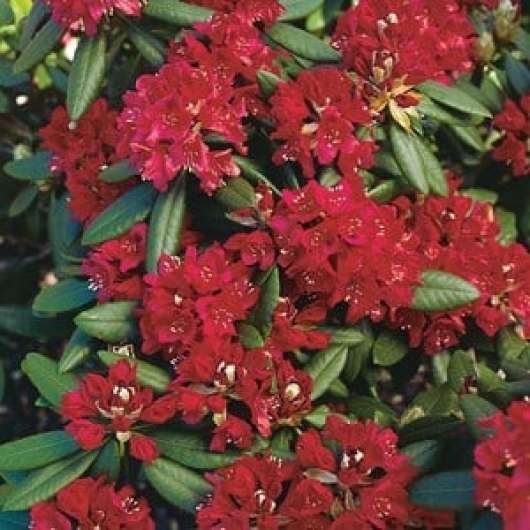Park Rhododendron 40-50 cm, Rödrosa 10-pack