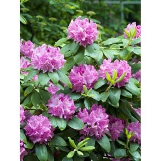 Park Rhododendron 40-50 cm, Rosalila 10-pack
