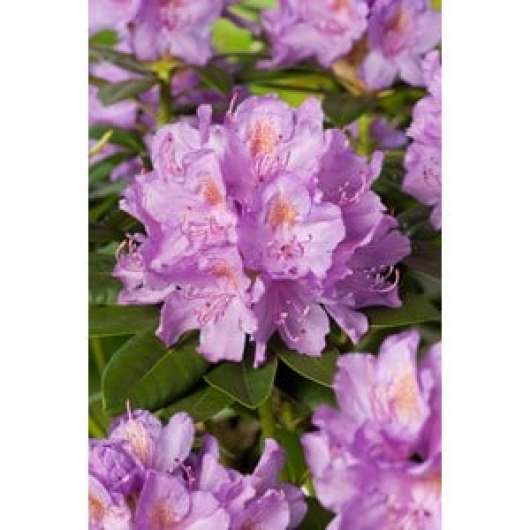 Park Rhododendron 50-60 cm, Lila 5-pack