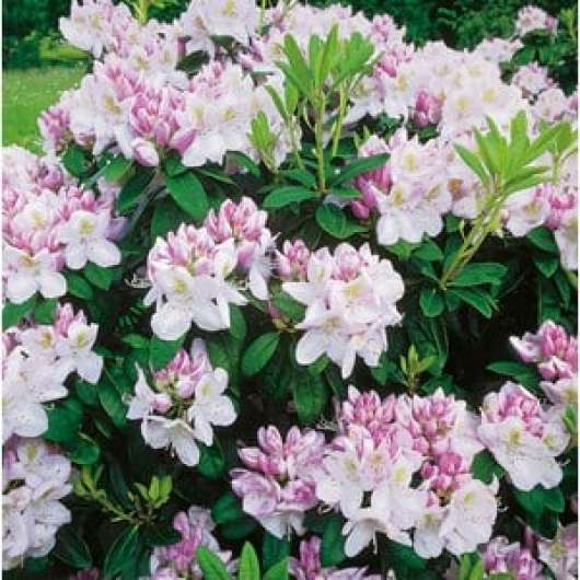 Park Rhododendron, Rosa 1-pack