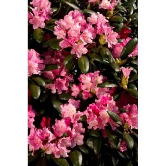 Rhododendron hybrid 