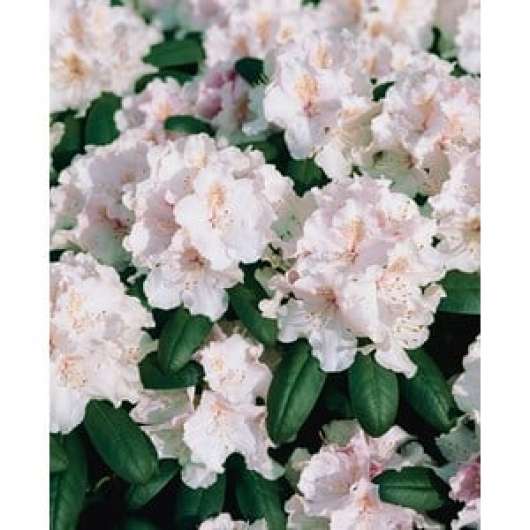 Rhododendron hybrid 