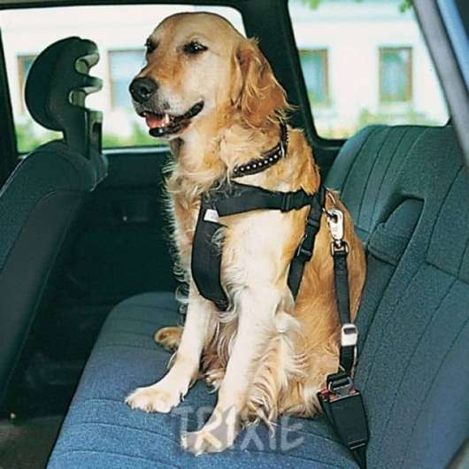 Bilbälte hund