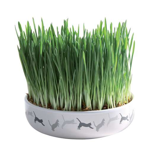 Trixie Keramikskål med kattgräsfrön